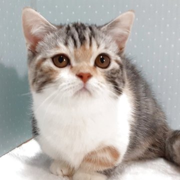 ミヌエット(短足)【岐阜県・女の子・2025年7月22日・キャリコ】の写真「短足、丸顔、ぽっちゃりさん」