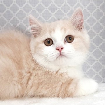 ミヌエット(短足)【岐阜県・男の子・2026年2月5日・クリームタビー&ホワイト】の写真「ぽっちゃり温厚」