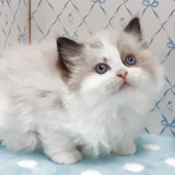 ラグドール【岐阜県・男の子・2025年10月1日・シールポイントバイカラー】の写真「にっこり微笑君」