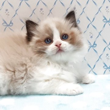 ラグドール【岐阜県・男の子・2025年10月1日・シールポイントバイカラー】の写真「わんぱく君」