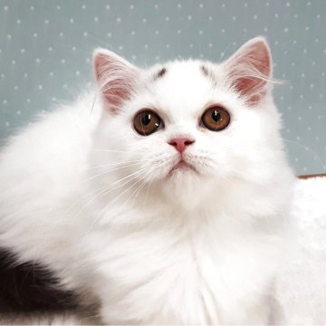 ミヌエット(長足)【岐阜県・男の子・2025年7月22日・ブルー&ホワイト】の写真「八の字眉毛です。」