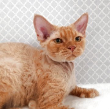 デボンレックス【岐阜県・男の子・2025年3月3日・レッドタビー】の写真「愛嬌たっぷり」