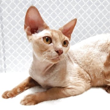 デボンレックス【岐阜県・男の子・2024年12月2日・レッドタビー】の写真「立派なお耳」