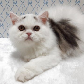 ミヌエット(長足)【岐阜県・男の子・2025年7月22日・ブルー&ホワイト】の写真「素敵な八の字眉毛です」