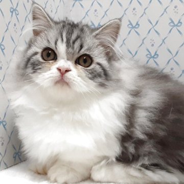 ミヌエット【岐阜県・女の子・2025年7月22日・ブルータビー&ホワイト】の写真「お茶目のふんわりさん」