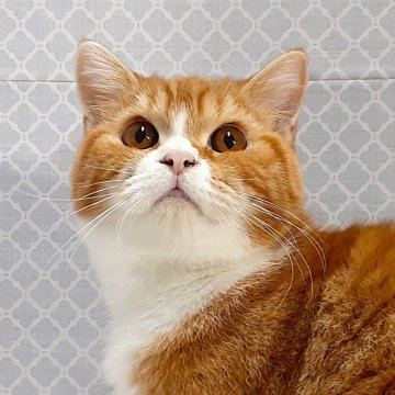 ミヌエット(長足)【岐阜県・男の子・2025年7月22日・レッドタビー&ホワイト】の写真「ぽっちゃり福猫」