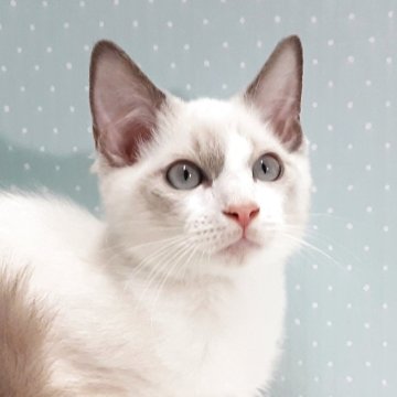 ラグドール【岐阜県・男の子・2025年7月31日・ブルーポイントバイカラー】の写真「元気一番」