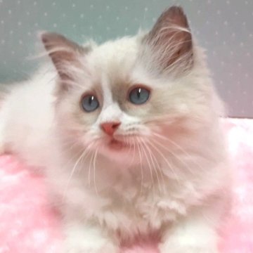 ラグドール【岐阜県・女の子・2025年5月6日・ブルーポイントバイカラー】の写真「ふんわり丸顔」