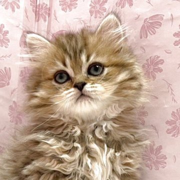 ペルシャ(チンチラ)【岐阜県・男の子・2025年3月15日・ゴールデン】の写真「丸顔でコロコロ」