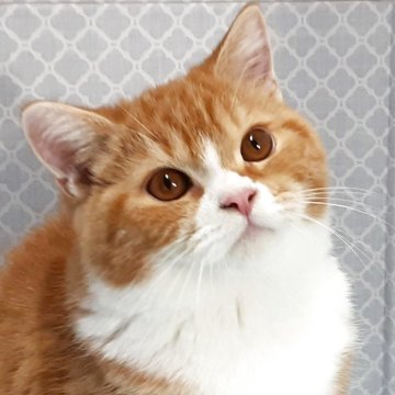 ミヌエット(長足)【岐阜県・男の子・2025年7月22日・レッドタビー&ホワイト】の写真「ぽっちゃり福猫」