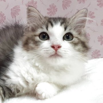 ラグドール×チンチラペルシャ【岐阜県・女の子・2025年8月11日・ブラウンタビー&ホワイト】の写真「円らな瞳で愛嬌たっぷり」