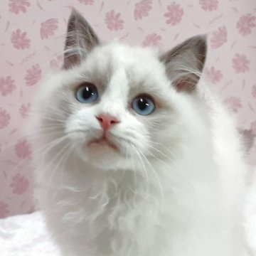 ラグドール【岐阜県・男の子・2025年9月1日・ブルーポントバイカラー】の写真「甘えん坊さん」