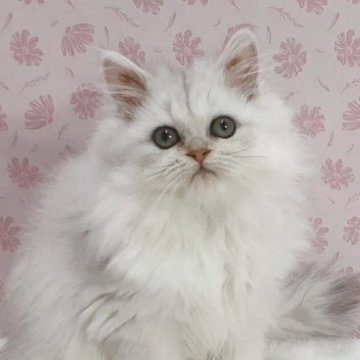 ペルシャ(チンチラ)【岐阜県・女の子・2025年9月5日・チンチラシルバー】の写真「甘えちゃん」