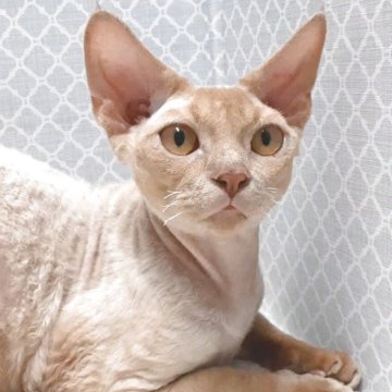 デボンレックス【岐阜県・男の子・2024年12月2日・レッドタビー】の写真「立派なお耳」