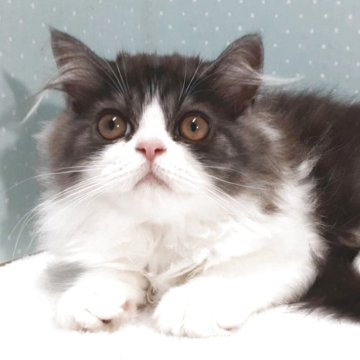 ミヌエット(長足)【岐阜県・男の子・2025年7月22日・ブルータビー&ホワイト】の写真「ふっくら,おっとり」