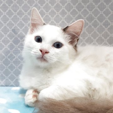 ラグドール【岐阜県・男の子・2025年7月31日・ブルーポイントバイカラー】の写真「マイペースです。」