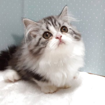 ミヌエット(短足)【岐阜県・女の子・2025年7月22日・ブルータビー&ホワイト】の写真「おしとやかな子です。」