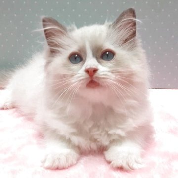 ラグドール【岐阜県・女の子・2025年5月5日・シールポイントバイカラー】の写真「ふんわり丸顔」