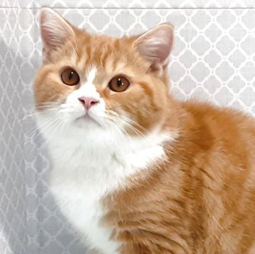 ミヌエット(長足)【岐阜県・男の子・2025年7月22日・レッドタビー&ホワイト】の写真「ぽっちゃり福猫」