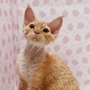 デボンレックス【岐阜県・男の子・2025年3月3日・レッドタビー】の写真「愛嬌たっぷり」