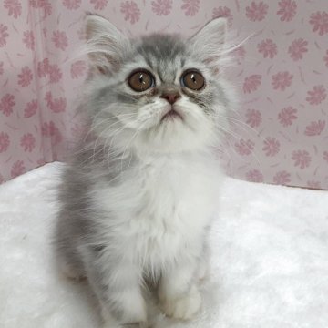 ミヌエット(長足)【岐阜県・男の子・2025年8月13日・シルバータビー&ホワイト】の写真「遊ぶの大好き」