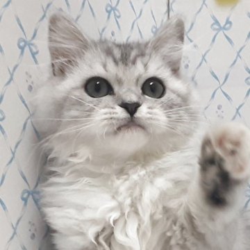 ラグドール×チンチラペルシャ【岐阜県・女の子・2025年8月11日・シルバータビー&ホワイト】の写真「ちょっと控え目」