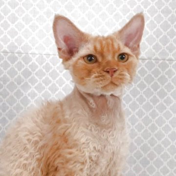 デボンレックス【岐阜県・男の子・2025年3月3日・レッドタビー】の写真「愛嬌たっぷり」