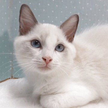 ラグドール【岐阜県・男の子・2025年7月31日・ブルーポイントバイカラー】の写真「おっとり控え目」