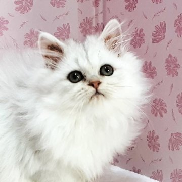 ペルシャ(チンチラ)【岐阜県・女の子・2025年9月5日・チンチラシルバー】の写真「甘えちゃん」