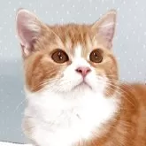 ミヌエット(長足)【岐阜県・男の子・2025年7月22日・レッドタビー&ホワイト】の写真1