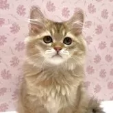 ペルシャ(チンチラ)