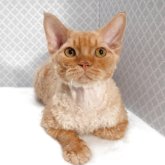 デボンレックス