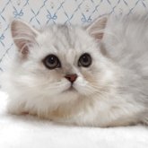 ラグドール×チンチラペルシャ