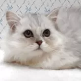 ラグドール×チンチラペルシャ【岐阜県・男の子・2025年8月11日・シルバー】の写真1