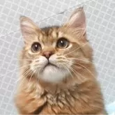 ペルシャ(チンチラ)