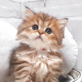 ペルシャ(チンチラ)