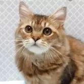 ペルシャ(チンチラ)