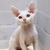 デボンレックス【岐阜県・女の子・2024年12月2日・ホワイト】の写真1