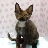 デボンレックス