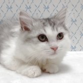 ラグドール×チンチラペルシャ