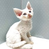 デボンレックス