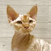 デボンレックス【岐阜県・男の子・2024年9月13日・レッドタビー】の写真1