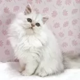 ペルシャ(チンチラ)