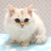 ペルシャ(チンチラ)