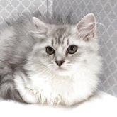 ラグドール×チンチラペルシャ