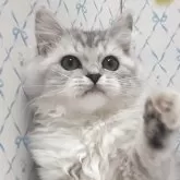 ラグドール×チンチラペルシャ【岐阜県・女の子・2025年8月11日・シルバータビー&ホワイト】の写真1