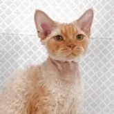 デボンレックス