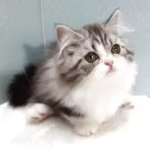 ミヌエット(短足)