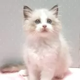 ラグドール【岐阜県・女の子・2025年5月6日・シールポイントバイカラー】の写真2