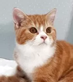 ミヌエット(長足)【岐阜県・男の子・2025年7月22日・レッドタビー&ホワイト】の写真2